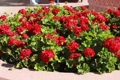 The "Heartfelt" Shorts